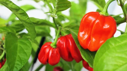 Gardinen Chilischoten Red hot chili pebbers on a plant - ripe and ready to pick and use in spicy food  © P. Qvist