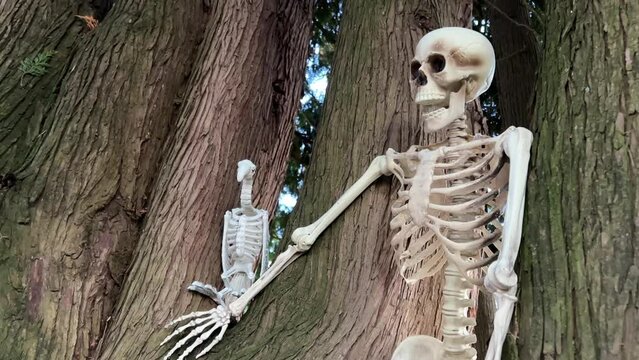 A white human skull lies on the ground in the background of trees or a cemetery. High quality 4k footage