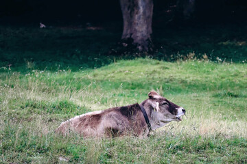 Cows grazing in a field near Fussen, Bavaria, Germany