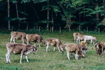 Naklejka na ściany i meble Cows grazing in a field near Fussen, Bavaria, Germany