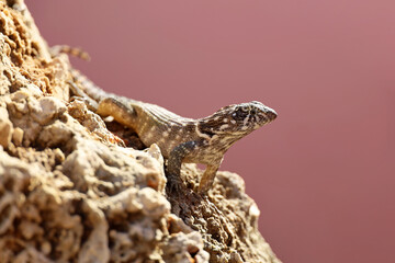 Portrait of Northern curly tail Lizard sitting on a stone. Iguana Leiocephalus carinatus on Cuba island