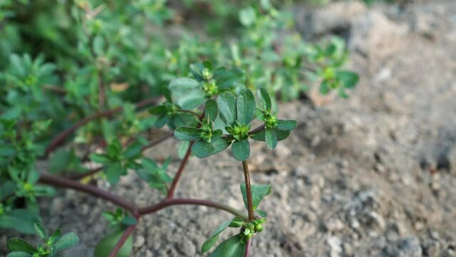 purslane growing in the garden
