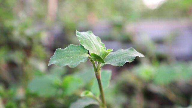 commelina benghalensis