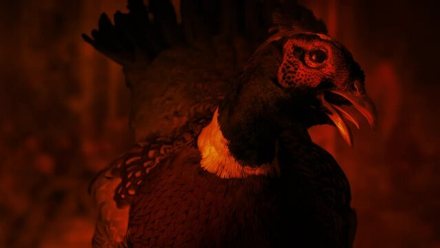 Scary Bird Trophy By The Fire In Old House
