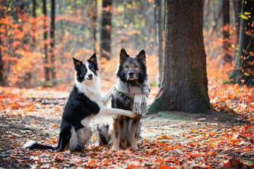 Psy rasowe z rodowodem i jesienny spacer, owczarek niemiecki i Border collie, portret pieska, ujęcie z przodu - obrazy, fototapety, plakaty