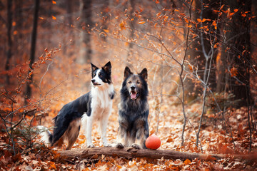 Psy rasowe z rodowodem i jesienny spacer, owczarek niemiecki i Border collie, portret pieska, ujęcie z przodu