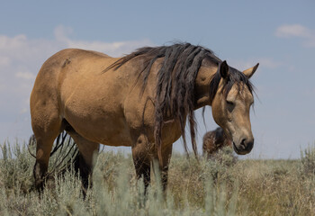 Wild Horse in the Wyoming Desert in Summer