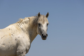 Obraz na płótnie Canvas Wild Horse in the Wyoming Desert in Summer