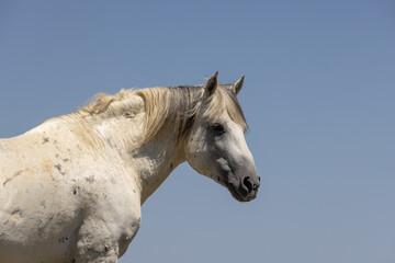 Wild Horse in the Wyoming Desert in Summer
