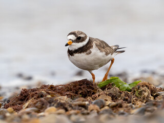 Adult ringed plover on a pebble beach with green and brown water plants looking at the camera