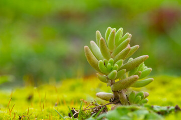 Closeup image of Jelly beans sedum cactus or Sedum pachyphyllum in botanic garden.