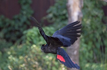 Red-tailed black cockatoo (Calyptorhynchus banksii)