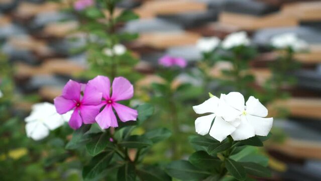 Madagascar periwinkle flower