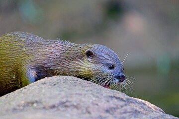Asian short-clawed otter (Aonyx cinereus)