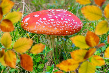 Very beautiful toadstool stands in meadow in autumn