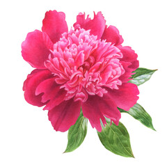 watercolor summer flower - pink peony in botanical style