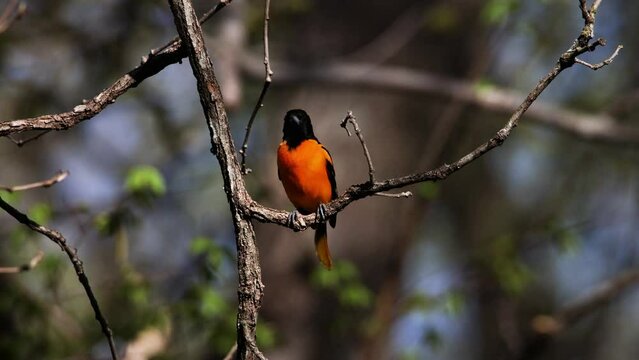 Baltimore oriole (Icterus galbula) perched on a tree branch singing a song during early spring.
