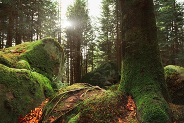 woods dramatic sun rise time of autumn season tree bark moss surface and roots on stones objects