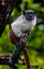 Pied tamarin on the branch. Latin name - Saguinus bicolor	