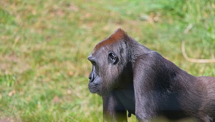 Western Lowland Gorilla (Gorilla gorilla gorilla)