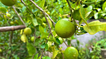 Green limes on a tree / Fresh lime citrus fruit high vitamin C in the garden farm agricultural with nature green blur background at summer