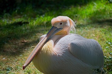 Great white pelican (Pelecanus onocrotalus)