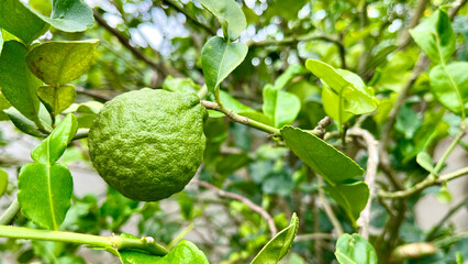 Green limes on a tree / Fresh lime citrus fruit high vitamin C in the garden farm agricultural with nature green blur background at summer