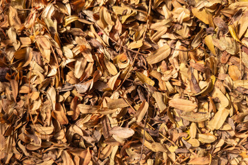 Tamarind dry leaves on natural light full frame background.