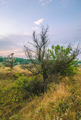a hill with green and yellow grass on which a bare tree grows, against the backdrop of a purple sunset sky with clouds