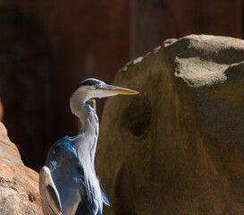 Grey heron (Ardea cinerea)