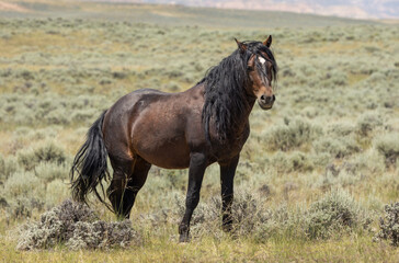 Fototapeta premium Wild Horse in the Wyoming Desert in Summer