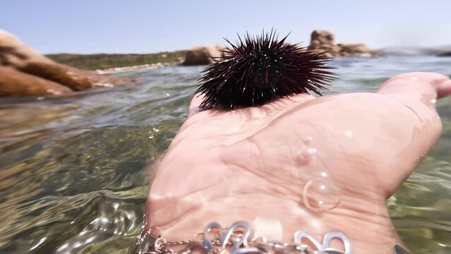 Sea urchin on the palm of the hand