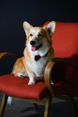 A positive corgi dog sits on a red chair.