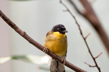 Blue-crowned laughingthrush (Garrulax courtoisi)