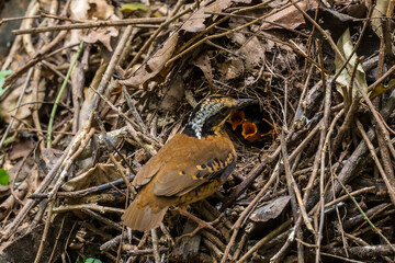 Eared Pitta Black eyes, white-brown eyebrows The eyes have long tufts of fur that resemble ears. body on sugar The underside is yellow-brown. Black scales, wings with reddish-yellow brown spots.