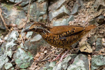Eared Pitta Black eyes, white-brown eyebrows The eyes have long tufts of fur that resemble ears. body on sugar The underside is yellow-brown. Black scales, wings with reddish-yellow brown spots.