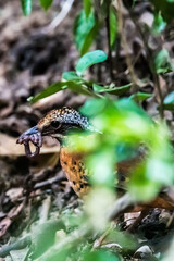 Eared Pitta Black eyes, white-brown eyebrows The eyes have long tufts of fur that resemble ears. body on sugar The underside is yellow-brown. Black scales, wings with reddish-yellow brown spots.