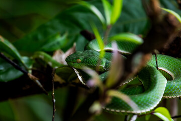 Vogel's Green Pitviper It is a dangerous mild venomous snake. Bigger than a green snake. It has white lips and belly. lighter green and has a green tail tip