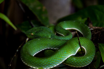 Vogel's Green Pitviper It is a dangerous mild venomous snake. Bigger than a green snake. It has white lips and belly. lighter green and has a green tail tip