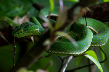 Vogel's Green Pitviper It is a dangerous mild venomous snake. Bigger than a green snake. It has white lips and belly. lighter green and has a green tail tip