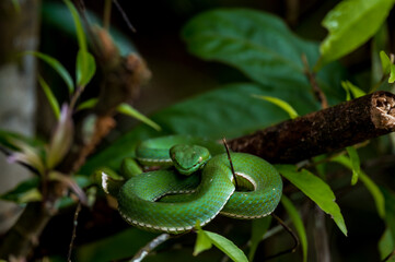 Vogel's Green Pitviper It is a dangerous mild venomous snake. Bigger than a green snake. It has white lips and belly. lighter green and has a green tail tip