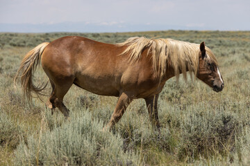 Fototapeta premium Wild Horse in the Wyoming Desert in Summer