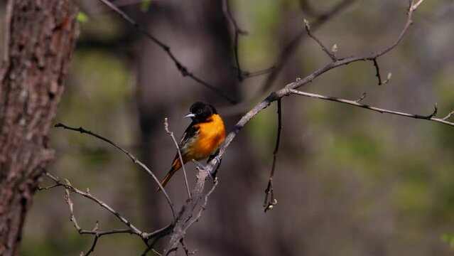 Baltimore oriole (Icterus galbula) perched on a tree branch flying away during early spring with bird sounds in the background.
