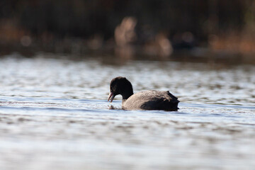 Fototapeta premium Goose