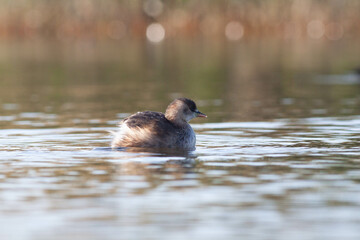 Goose