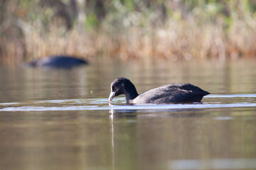 Goose