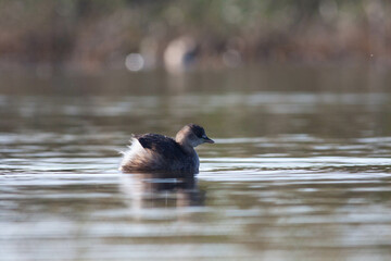Goose