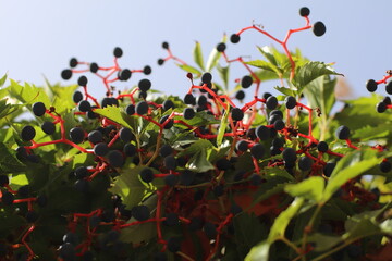 Planta con bolas azuladas
Detalle