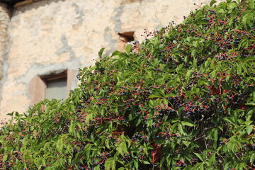 Planta con bolas azuladas
Vista general