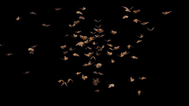 Butterfly Moths Element with Alpha Channel